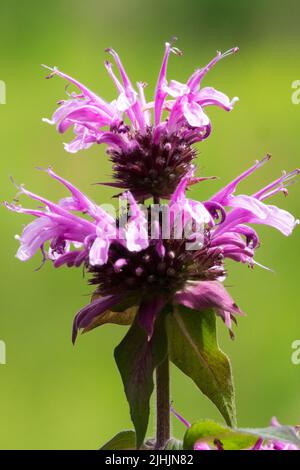 Einzelner Blumenkopf, Monarda Mohawk, Bergamotte, Oswego-Tee, Porträt Stockfoto