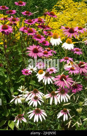 Wunderschöne Coneflower Echinacea purpurea 'Pretty Parasols' Mix Echinaceas Hardy Herbaceous Garden Blumenbeet Border Plants Purple Coneflower Echinacea Stockfoto