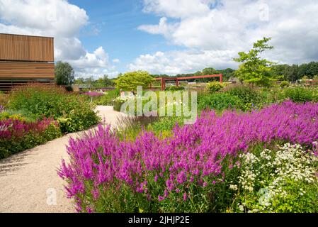 Der Worsley Welcome Garten im RHS Bridgewater, einem neuen Garten im Großraum Manchester, England. Juli 2022. Stockfoto