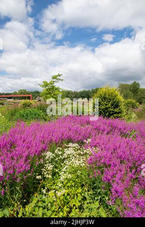 Der Worsley Welcome Garten im RHS Bridgewater, einem neuen Garten im Großraum Manchester, England. Juli 2022. Stockfoto