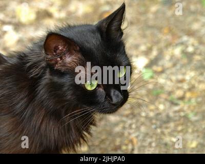 Schwarzer Katzenkopf mit großen grünen Augen. Dust Kitty. Schöne und anmutige grünäugige Katze im Kragen für einen Spaziergang. Grün-Augen flauschige Katze mit großen Augen Stockfoto