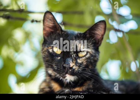 Schöne Schildkrötenkatze sitzt auf einem grünen Hintergrund, aus der Nähe Stockfoto