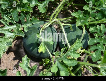 Hartensdorf, Deutschland. 19.. Juli 2022. Melonen wachsen im Garten von Jens Hansen. Neben Melonen, Kakteen und Palmen pflanzt der Hobbygärtner seit neun Jahren auch Bananen der Sorte Musa basjoo in seinem Garten an und hat sie auch erfolgreich propagiert. So wachsen nun auch Bananen beim Nachbarn und an der Hauptstraße. Quelle: Patrick Pleul/dpa/Alamy Live News Stockfoto