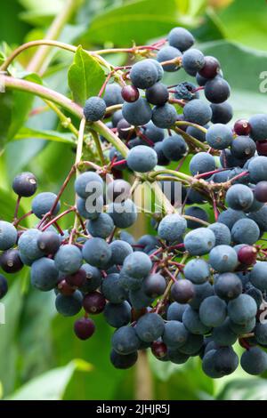 Blue Fuchsia arborescens Früchte essbare Pflanze Stockfoto