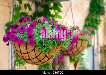 Wunderschöne Petunia-Blumen in den hängenden Töpfen auf der Tel Aviv Street Stockfoto
