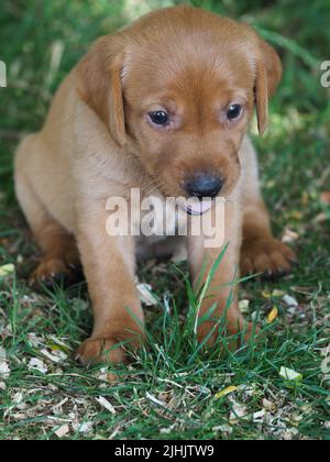 Ein süßer Retriver Welpe sitzt und sieht in einem Sommergarten heiß aus. Stockfoto