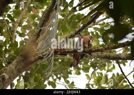 Ein Adler sitzt auf dem Ast eines Baumes und versucht, die Beute zu jagen. Stockfoto