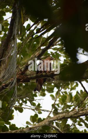 Ein Adler sitzt auf dem Ast eines Baumes und versucht, die Beute zu jagen. Stockfoto