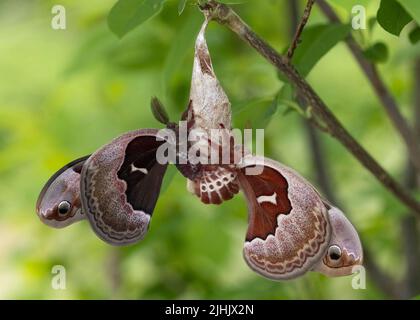 Die Cecropia-Motten (Hyalophora cecropia) paaren sich, nachdem das Weibchen aus ihrem Kokon - Pinery Provincial Park, Ontario, Kanada, hervorgegangen ist Stockfoto
