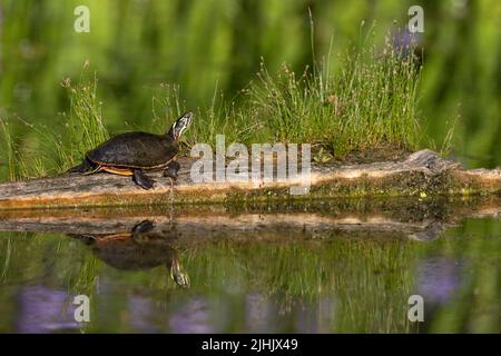 Midland Painted Turtle (Chrysemys picta marginata), die sich auf einem Baumstamm sonnen - Pinery Provincial Park, Ontario, Kanada Stockfoto