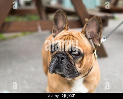 Französische Bulldogge an der Leine Stockfoto