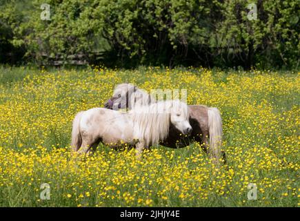 Zwei weiße Ponys spielen in einem Feld von Wildblumen Sommer in Kanada Stockfoto