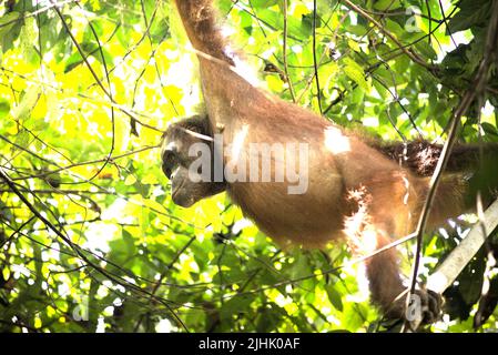 Nordöstlich Bornean Orang-Utan (Pongo pygmaeus morio). Erwachsene weibliche Einzelfrauenfischer im Kutai Nationalpark, Ost-Kalimantan, Indonesien. Stockfoto