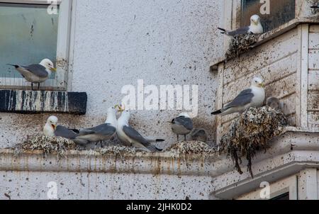 Kittiwakes brüten auf der Außenseite eines Hauses in der Nähe der Strandpromenade in Bridlington, East Yorkshire, England Stockfoto