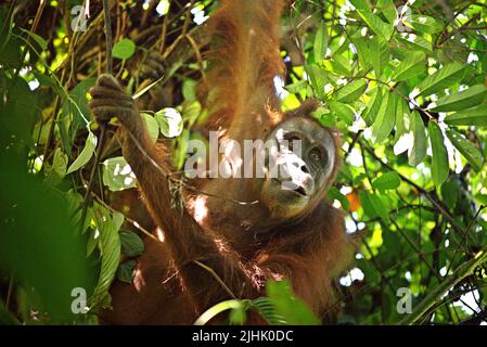 Nordöstlich Bornean Orang-Utan (Pongo pygmaeus morio). Erwachsene weibliche Einzelfrauenfischer im Kutai Nationalpark, Ost-Kalimantan, Indonesien. Stockfoto