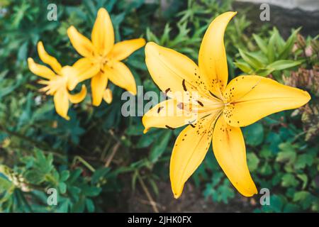 Die Blüten der gelben Lilie, die im Sommergarten wächst. Stockfoto