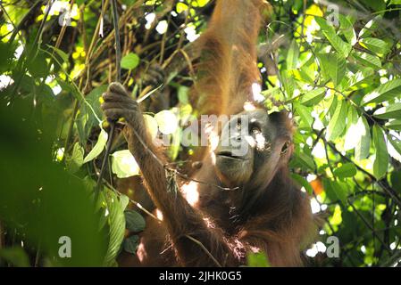 Nordöstlich Bornean Orang-Utan (Pongo pygmaeus morio). Erwachsene weibliche Einzelfrauenfischer im Kutai Nationalpark, Ost-Kalimantan, Indonesien. Stockfoto