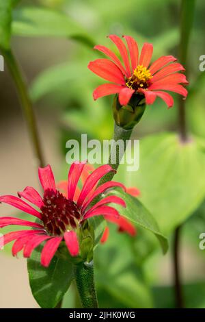 Zinnia leptopoda aka Zinnia intermedia aka Zinnia peruviana kleine Zinnias rote Blüten Stockfoto