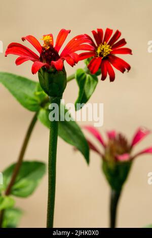 Peruanische Zinnia, Blumen, Zinnia peruviana Stockfoto