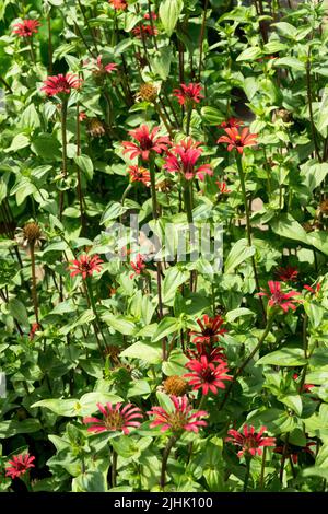 Zinnia peruviana, peruanischer Garten Zinnia, Blumenbeet Stockfoto