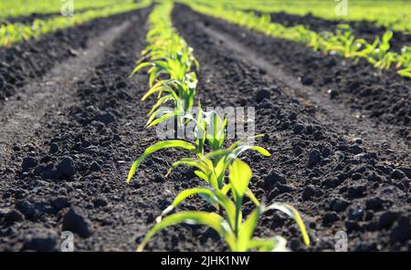 Die Linien von Maiskeimen auf dem landwirtschaftlichen Feld schließen sich an Stockfoto