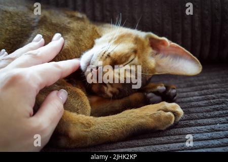 Eine Frau streichelt ihr Haustier, eine abessinier-Katze Stockfoto