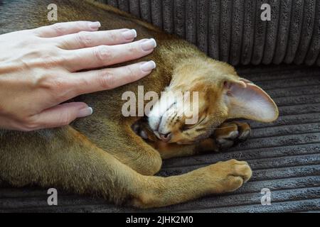 Eine Frau streichelt ihr Haustier, eine abessinier-Katze Stockfoto