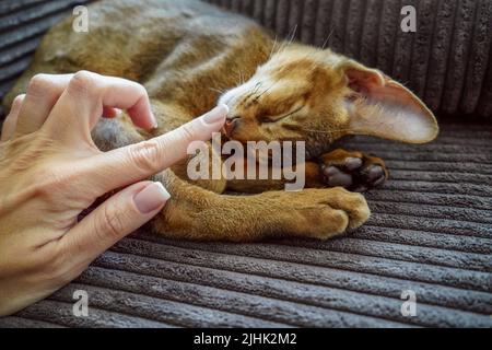 Eine Frau streichelt ihr Haustier, eine abessinier-Katze Stockfoto