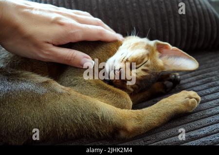 Eine Frau streichelt ihr liebes Haustier, ein abessinier-Kätzchen, das auf dem Sofa im Wohnzimmer liegt Stockfoto