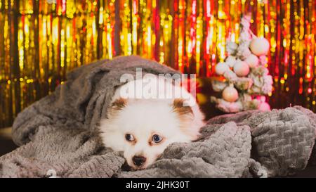 Flauschiger weißer Hund, der in einer warmen Decke auf einem Hintergrund aus schimmerndem Lametta liegt. Entzückender spitz, der in graues Karli gehüllt ist und sich im neuen Jahr umschaut Stockfoto