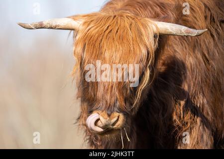 Schottische Highlander-Kuh im Amsterdamse Bos bei Amsterdam, Niederlande Stockfoto