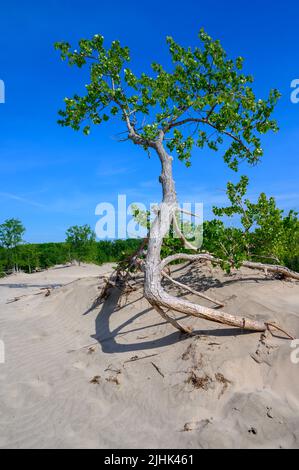 Ein Baum, der in einer Sanddüne am Sandbanks Dunes Beach, Prince Edward County, Ontario, Kanada, wächst. Stockfoto