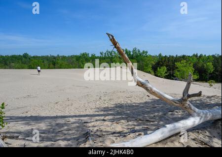 Ein junger Mann, der barfuß auf Sanddünen läuft und im Vordergrund am Sandbanks Dunes Beach, Prince Edward County, Ontario, Kanada, ein toter Baum liegt. Stockfoto