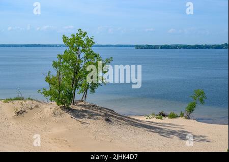 Blick über den West Lake mit Bäumen auf einer Sanddüne am Sandbanks Dunes Beach, Prince Edward County, Ontario, Kanada. Stockfoto