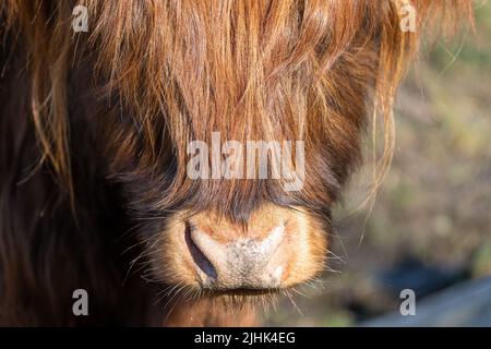 Schottische Highlander-Kuh im Amsterdamse Bos bei Amsterdam, Niederlande Stockfoto