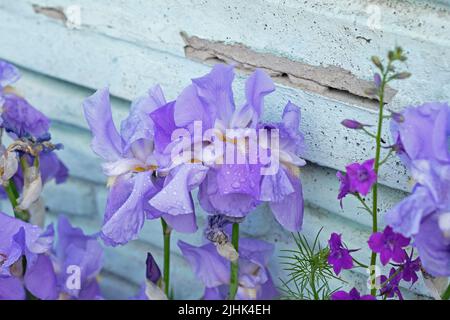Lila Iris im Garten aus der Nähe. Wachsende Blüten im Frühjahr nach dem Regen. Dekoration von Blumenbeeten hellen lila Iris, Blütezeit. Stockfoto