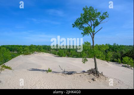 Ein einzelner Baum mit freiliegenden Wurzeln, der in einer Sanddüne am Sandbanks Dunes Beach, Prince Edward County, Ontario, Kanada, wächst. Stockfoto