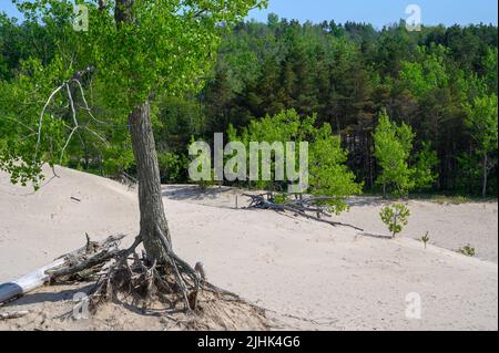 Ein Baum mit freiliegenden Wurzeln, der auf einer Sanddüne mit Waldkulisse am Sandbanks Dunes Beach, Prince Edward County, Ontario, Kanada, wächst. Stockfoto