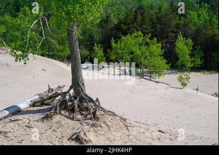 Ein Baum mit freiliegenden Wurzeln, der auf einer Sanddüne mit Waldkulisse am Sandbanks Dunes Beach, Prince Edward County, Ontario, Kanada, wächst. Stockfoto
