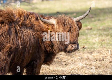 Schottische Highlander-Kuh im Amsterdamse Bos bei Amsterdam, Niederlande Stockfoto