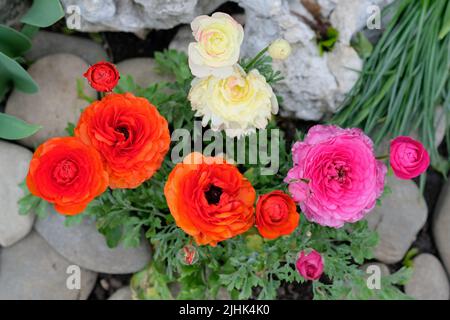 Ranunculus (Crowfoot) Draufsicht im Landschaftsdesign. Bunte asiatische Butterblumen und Wacholderzweige für Blumenbeete. Roter und rosafarbener Butterbecher, Ranun Stockfoto