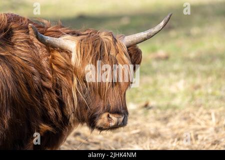 Schottische Highlander-Kuh im Amsterdamse Bos bei Amsterdam, Niederlande Stockfoto