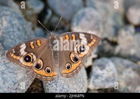 Die Buckeye landete auf den Felsen entlang des Chemung River Stockfoto