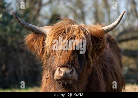 Schottische Highlander-Kuh im Amsterdamse Bos bei Amsterdam, Niederlande Stockfoto