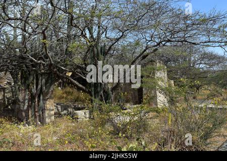 Kakteen wachsen zwischen Steinruinen der Balashi Goldmühle in Aruba. Stockfoto