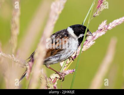 Schilfbunding Fütterung in Sumpfgras, Rutland UK Stockfoto