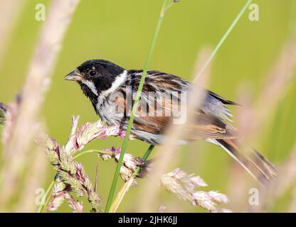 Schilfbunding Fütterung in Sumpfgras, Rutland UK Stockfoto