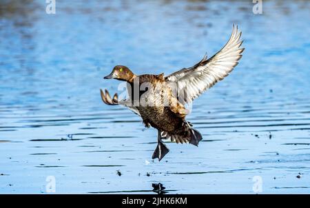 Wasserlandung von weiblicher Entenbüschel in Rutland Water, Großbritannien Stockfoto