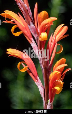 Canna Lily Flower Canna x generalis 'Black Knight' Stockfoto