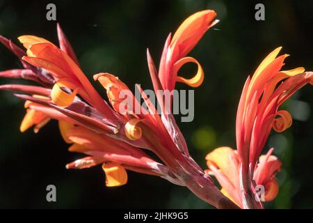 Canna Lily Canna x generalis „Black Knight“ Stockfoto